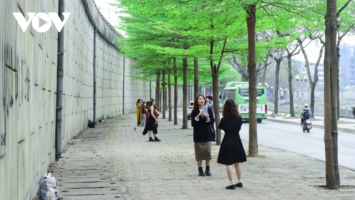 Hàng cây bàng lá nhỏ xanh mơn mởn – góc Hàn Quốc “sống ảo” giữa Hà Nội